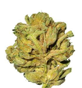 Tilray THC 22 Spotlight Porto Purps