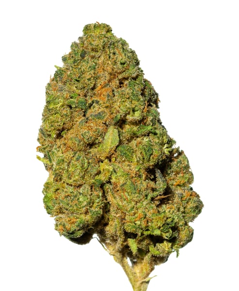 Pedanios 29/1 SRD-CA