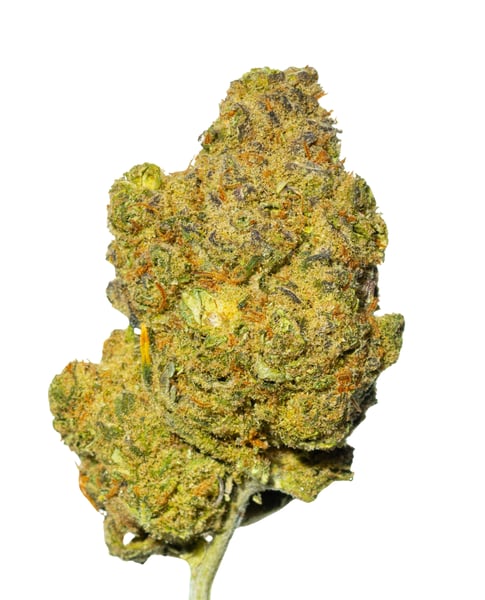 Nedcann JH 21/01 Jack Herer