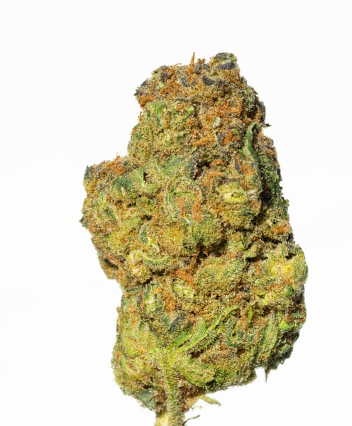 Cannamedical Hybrid Forte 24/1 Garlic Truffle