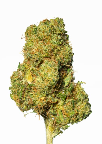 Pedanios 10/13 MBE-CA Moon Berry