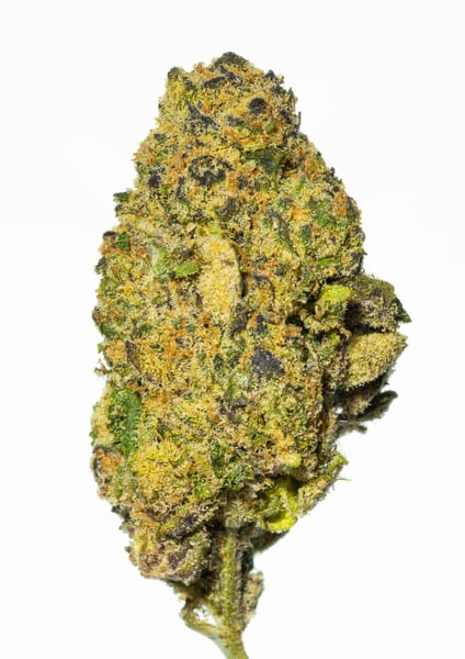 Cannamedical Sativa forte NM Wedding Tree