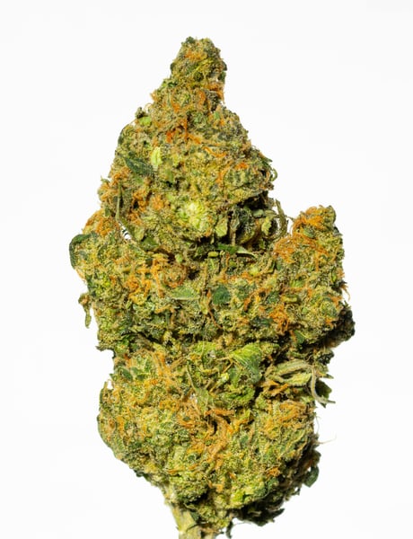 Cannamedical Hybrid Forte NM Gorilla Zkittlez