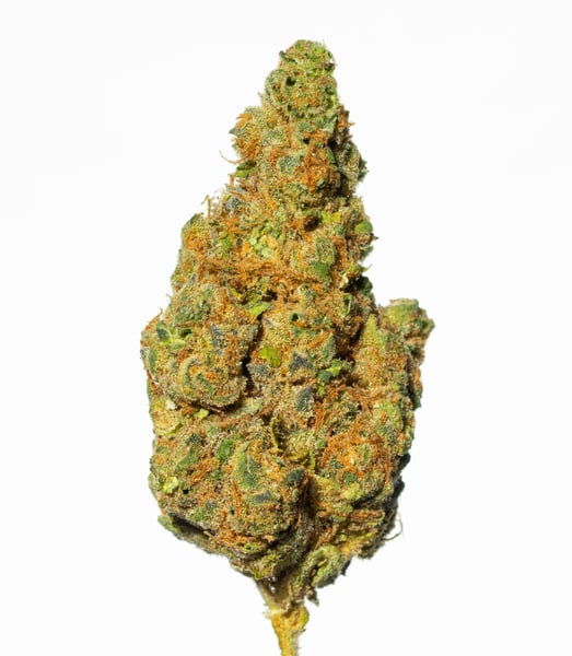 Bava med 21/1 PLA DO Platinum Dosi-Doss