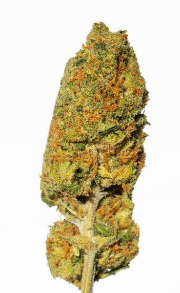 Luana 24 Delight Camez Citric