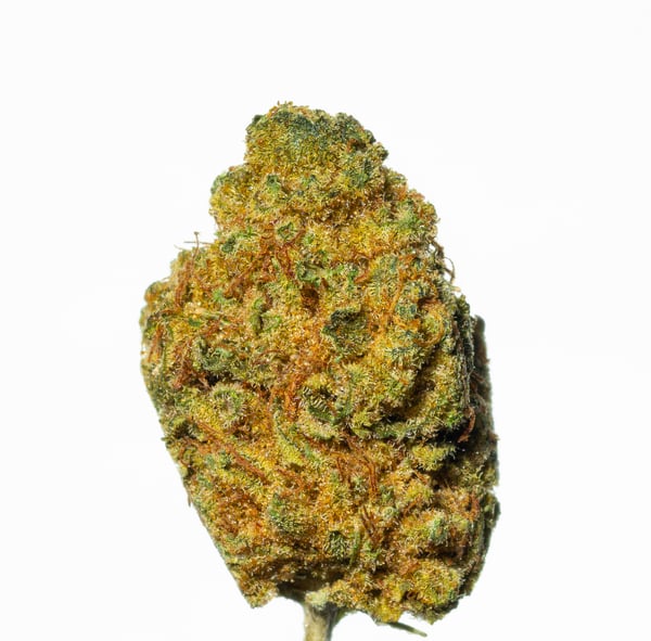 Bathera 24/1 BZ Blue Z1